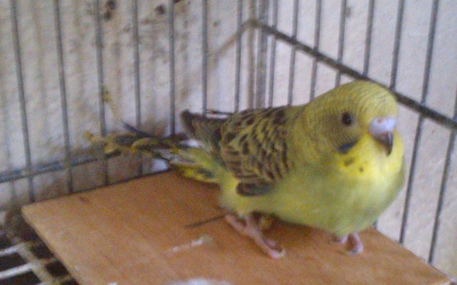 Ancora non vola :(